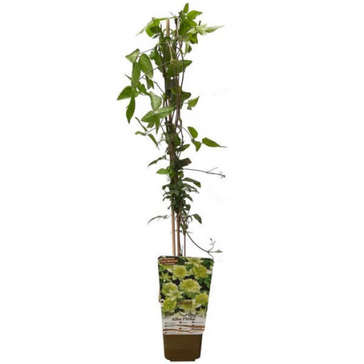 Clematis Alba Plena Pilns-Puspilns P9/C1