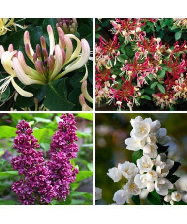 Komplekts 'Smaržīgais Dārzs' marķēts 5 gab, 2L