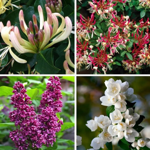 Komplekts 'Smaržīgais Dārzs' marķēts 5 gab, 2L