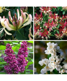 Komplekts 'Smaržīgais Dārzs' marķēts 5 gab, 2L