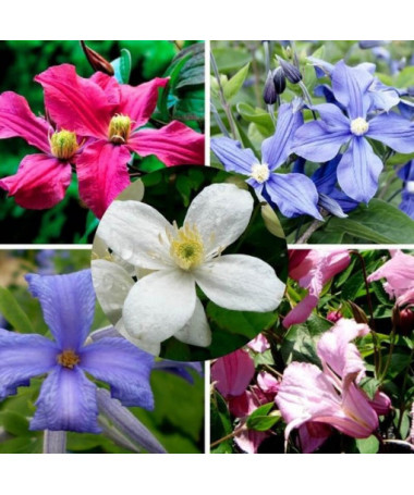 Komplekts no 5 gabaliem, perējošās ķlematises, marķētas ar P9/C1