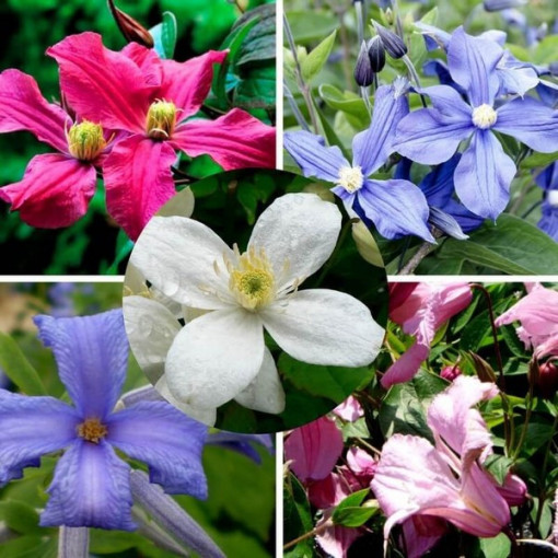 Komplekts no 5 gabaliem, perējošās ķlematises, marķētas ar P9/C1