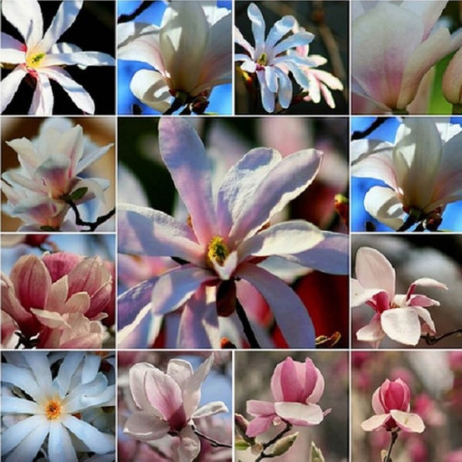 Komplekts no 5 gabaliem, Magnoliju maisījums, neapzīmēti P9/C1.