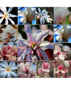 Komplekts no 5 gabaliem, Magnoliju maisījums, neapzīmēti P9/C1.