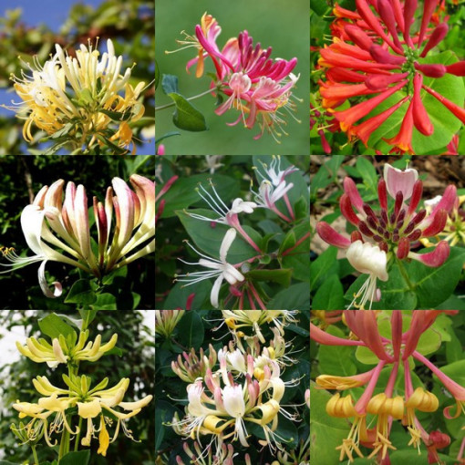 Komplekts no 5 gabaliem, Ziemolezu maisījums, apzīmēti P9/C1.