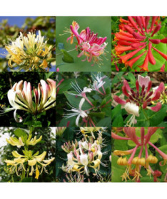 Komplekts no 5 gabaliem, Ziemolezu maisījums, apzīmēti P9/C1.