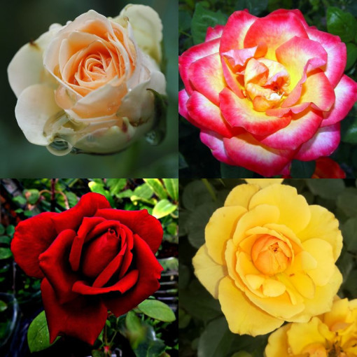 Rose  MIX nemarķēta 2L