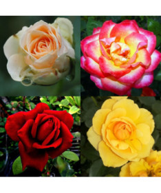 Rose  MIX nemarķēta 2L