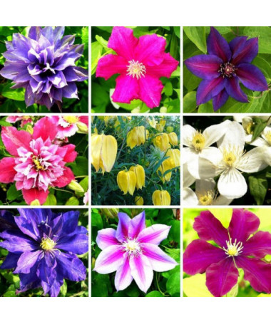 Komplekts no 5 gabaliem, neapzīmētu Clematisu maisījums, P9/C1.