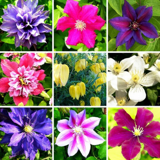 Komplekts no 5 gabaliem, neapzīmētu Clematisu maisījums, P9/C1.