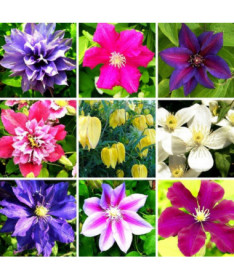 Komplekts no 5 gabaliem, neapzīmētu Clematisu maisījums, P9/C1.