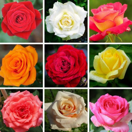 Komplekts no 3 neapzīmētām rozēm 2L podos.