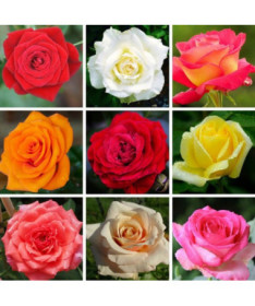 Komplekts no 3 neapzīmētām rozēm 2L podos.