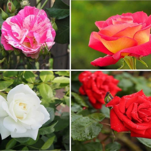 Komplekts no 4 neapzīmētām rozēm 2L podos.