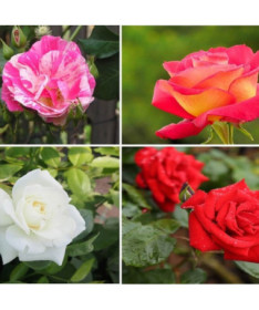 Komplekts no 4 neapzīmētām rozēm 2L podos.