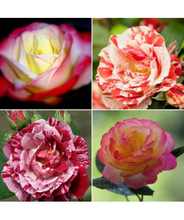 Komplekts no 4 divkrāsu rozēm 2L podos.