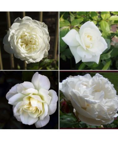 Komplekts ietver 4 baltas rozes 2 litru podos.