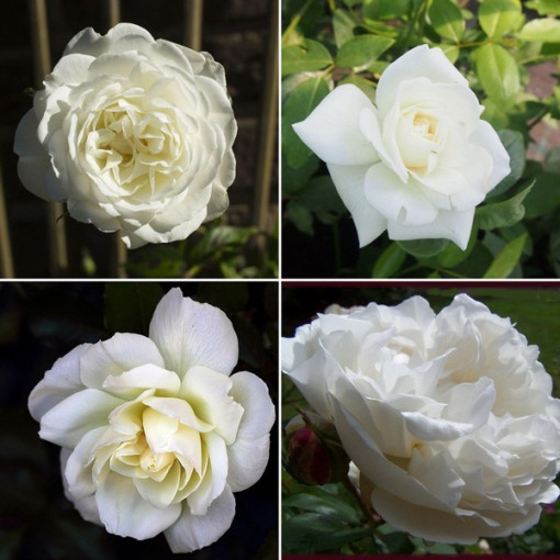 Komplekts ietver 4 baltas rozes 2 litru podos.