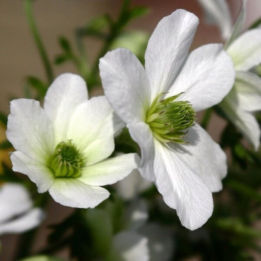 Botāniskais Clematis Early Sensation P9/C1