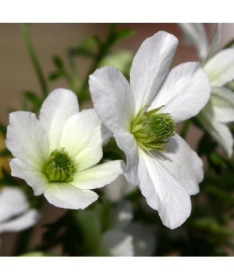 Botāniskais Clematis Early Sensation P9/C1