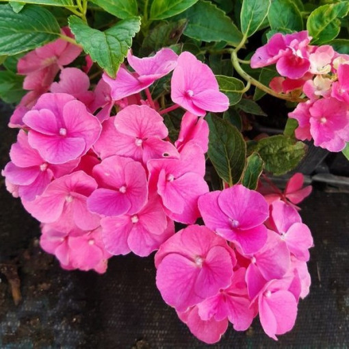 Dārza hortenzija 'Pia' P9/C1