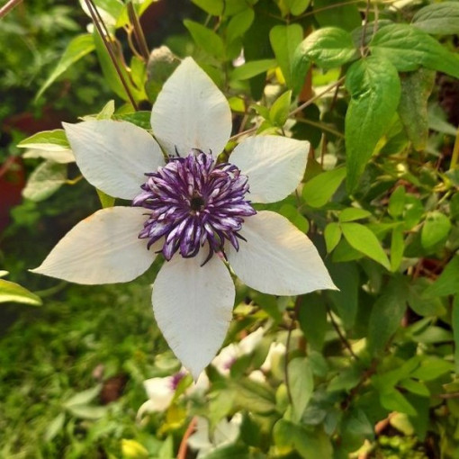 Clematis Florida Sieboldii 4L pods