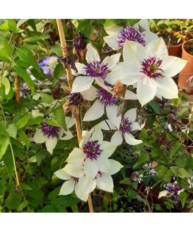 Clematis Florida Sieboldii 4L pods