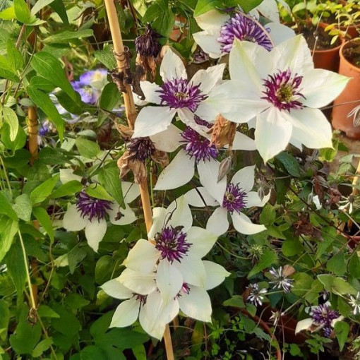 Clematis Florida Sieboldii 4L pods