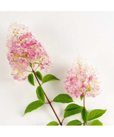 Hortenzija paniculata 'Ruby' dēls, Angel's Blush podā, 2L