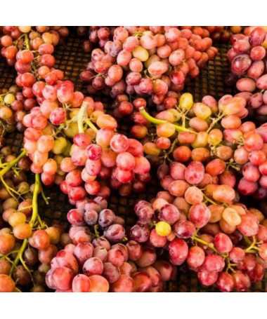 Vīnogulājs Kalina podā, 2L