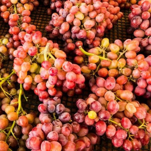 Vīnogulājs Kalina podā, 2L