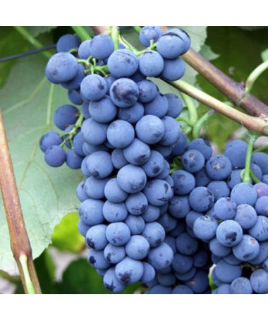 Alwood vīnogulājs 2L