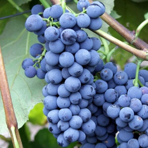 Alwood vīnogulājs 2L