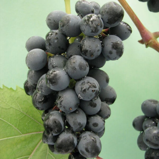 Gołubok vīnogulājs 2L