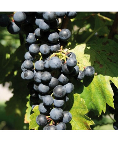 Gołubok vīnogulājs 2L