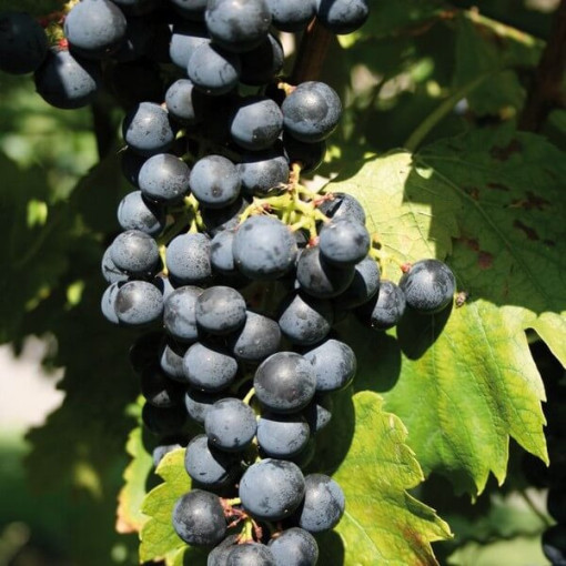 Gołubok vīnogulājs 2L