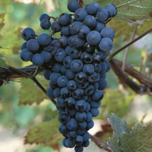 Gołubok vīnogulājs 2L