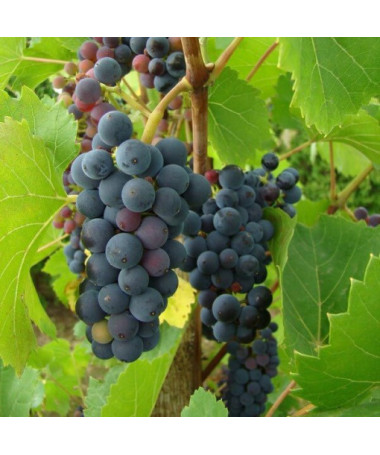 Vīnogu vīnogulājs Nero pods, 2L