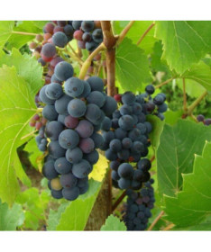 Vīnogu vīnogulājs Nero pods, 2L