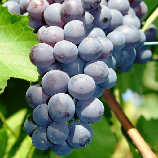 Vīnogu vīnogulājs Nero pods, 2L