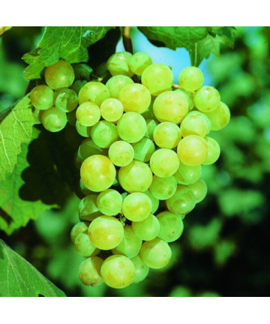 Vīnogu vīnogulājs Iza Zaliwska pods, 2L