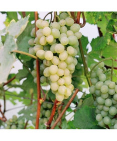 Refren vīnogulājs, 2L