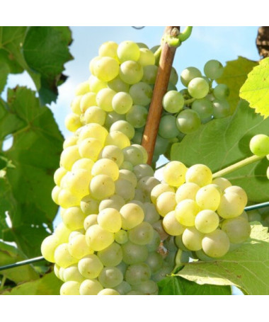 Refren vīnogulājs, 2L