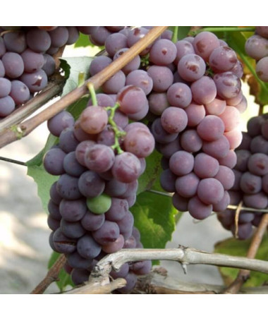 Lidia vīnogulājs SALAIZTURĪGS, 2L