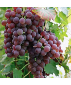 Vīnogu krūms Chrupka Rozā, 2L
