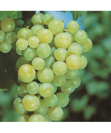 Vīnogulājs Aurora podā, 2L