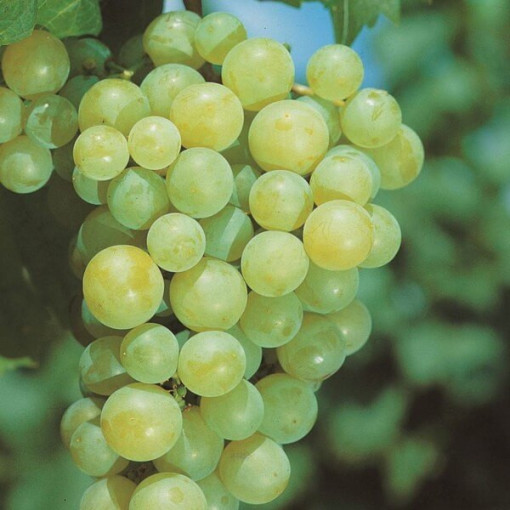 Vīnogulājs Aurora podā, 2L