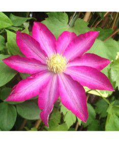 Clematis 'Kakio Pink Champagne' P9/C1