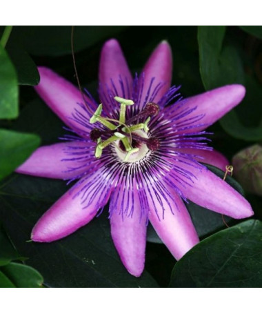 Passiflora (aizsargājošā zieds) Lavender Lady P9/C1