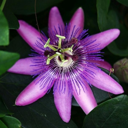 Passiflora (aizsargājošā zieds) Lavender Lady P9/C1